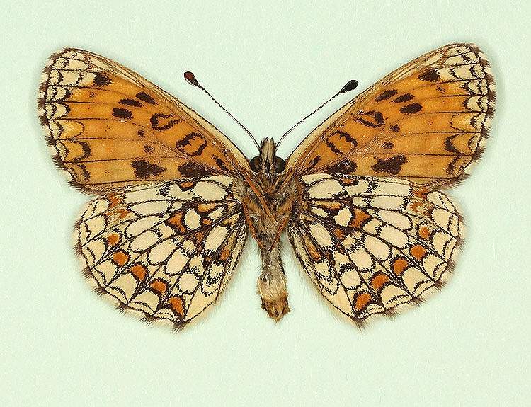 Melitaea athalia female (aberrant form commacula, verso) (Internet Image property of respective owner, non-commercial use only)